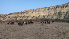 Georgia-Georgia-Kakheti Horse Drive